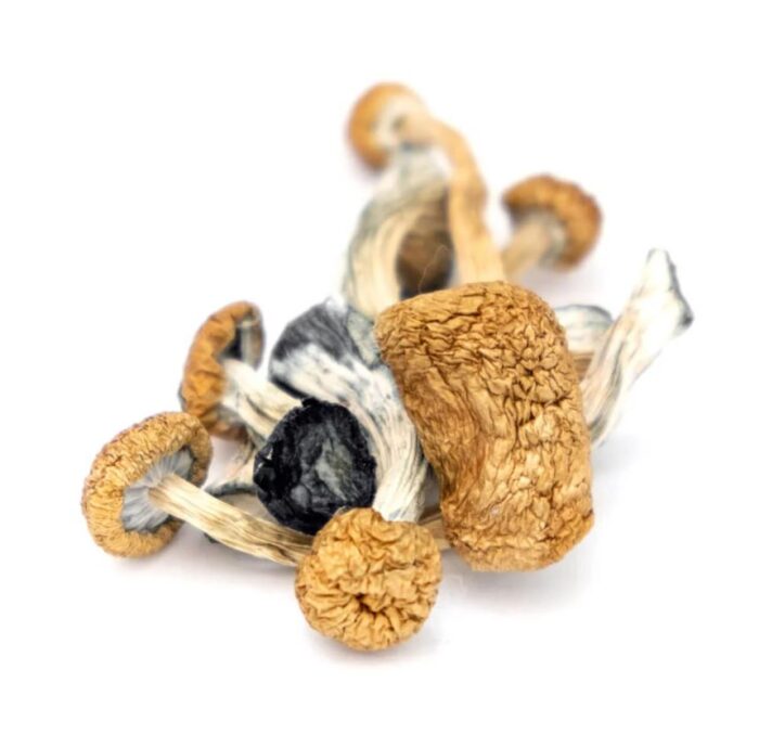 Buy Cambodians magic mushrooms Denver