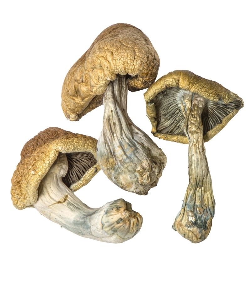 Mushroom Dispensary Portland Oregon