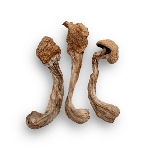 Buy Liberty Cap mushrooms Denver
