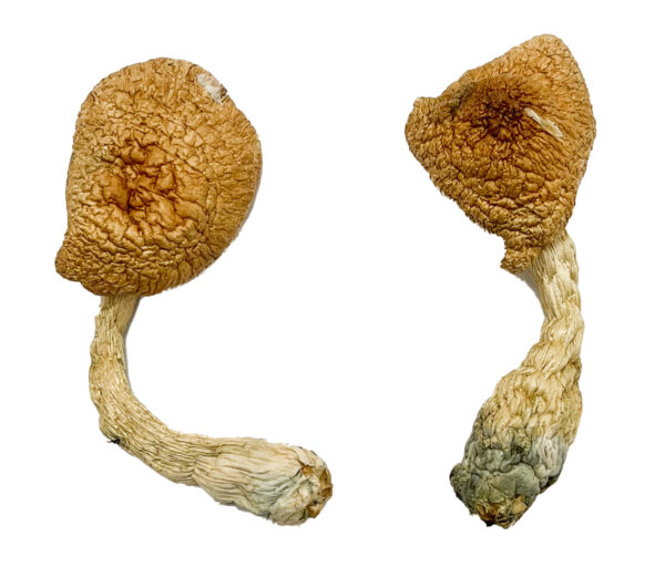 Psilocybe Azurescens For Sale Oregon