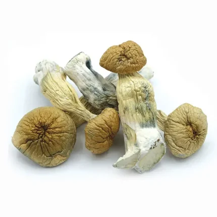 African Transkei Cubensis mushrooms