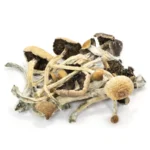 Buy Amazonian Cubensis Online