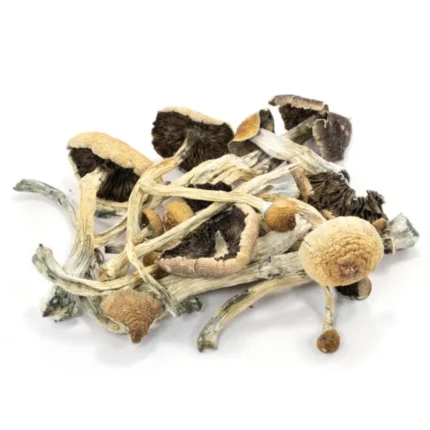 Buy Amazonian Cubensis Online