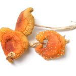 Buy Amanita Muscaria Colorado