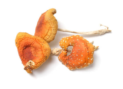 Buy Amanita Muscaria Colorado