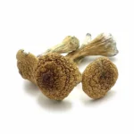 Buy Thai Pink Buffalo Magic Mushrooms online