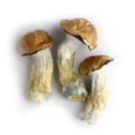 Tidal Wave Magic Mushrooms for sale