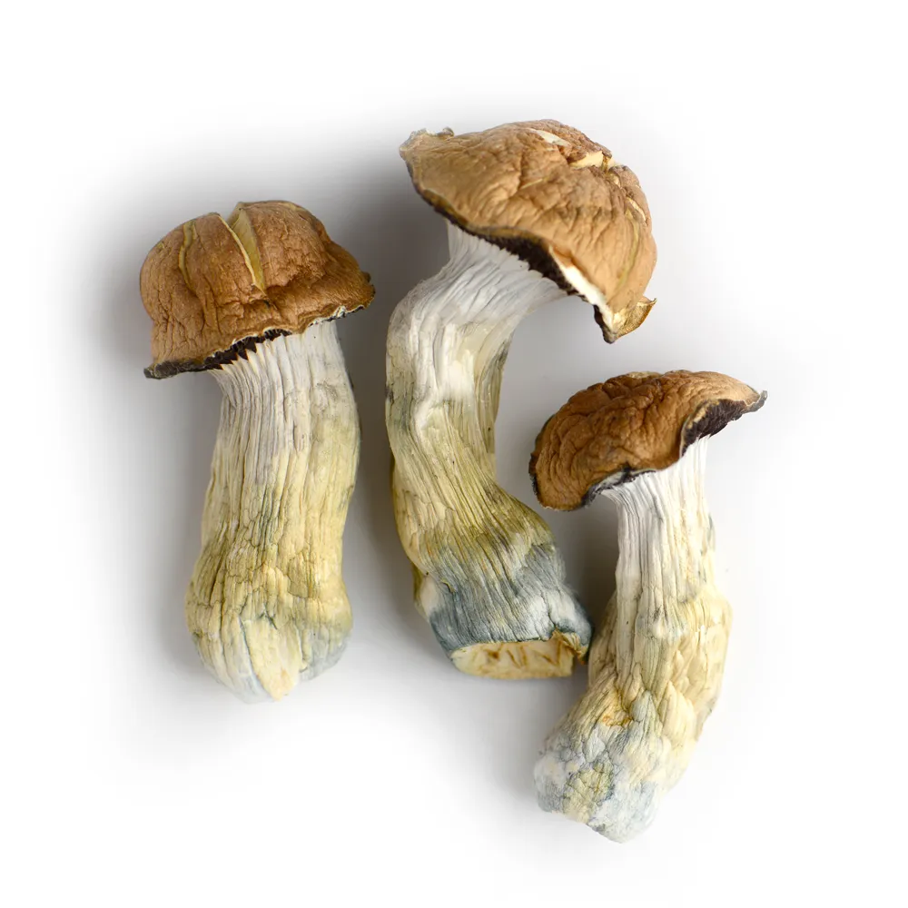 Tidal Wave Magic Mushrooms Tidal Wave Magic Mushrooms for sale