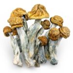 buy penis envy mushroom