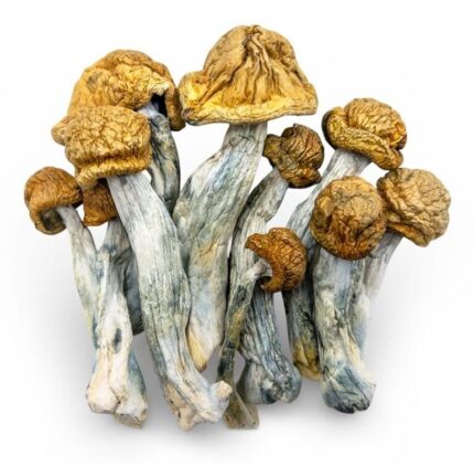 buy penis envy mushroom