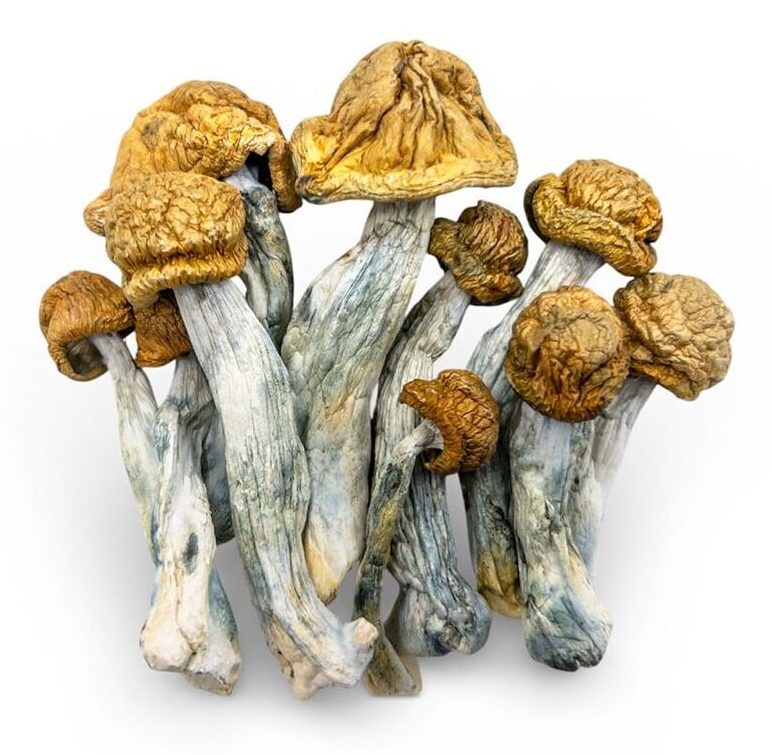 penis-envy-shrooms buy penis envy mushroom